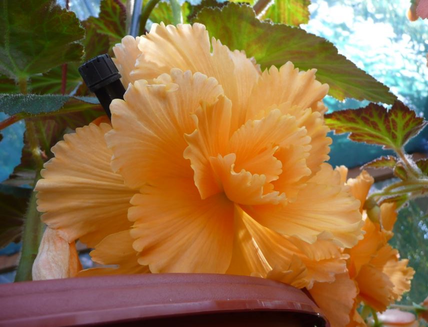 B. ‘Sandra Champion’
